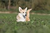 CORGI PEMBROKE 647